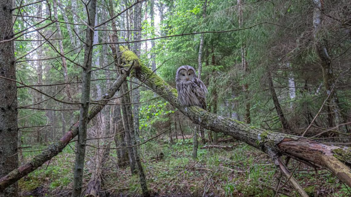 A majestic Ural owl perched on a fallen tree branch in a lush green forest setting.
