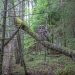 A majestic Ural owl perched on a fallen tree branch in a lush green forest setting.